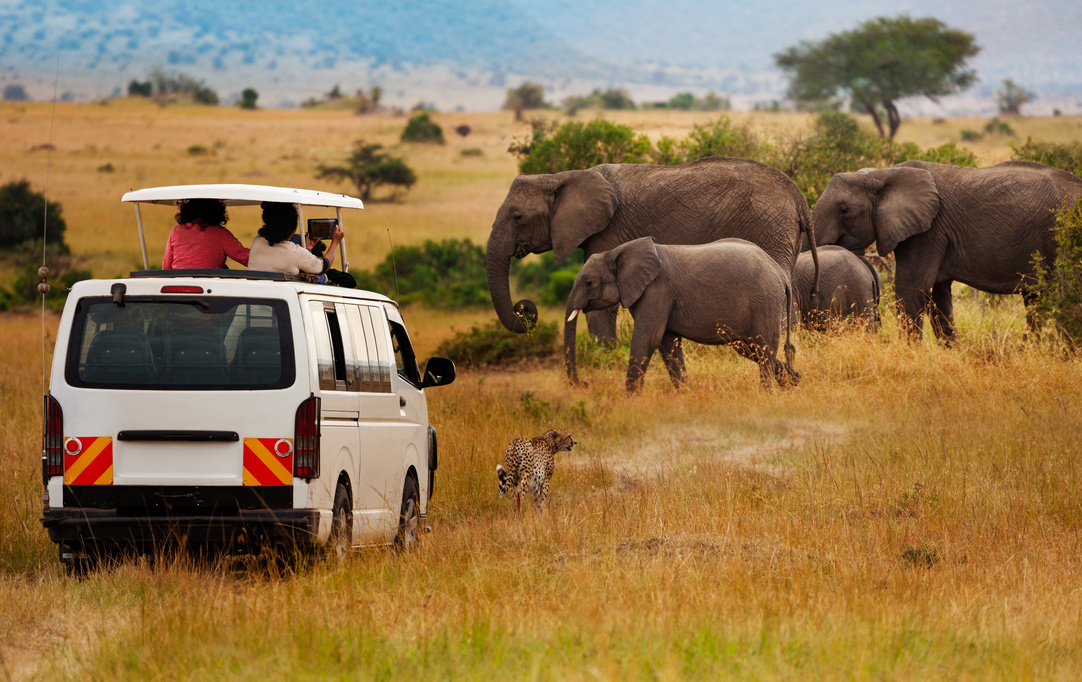 Addo Elephant Park